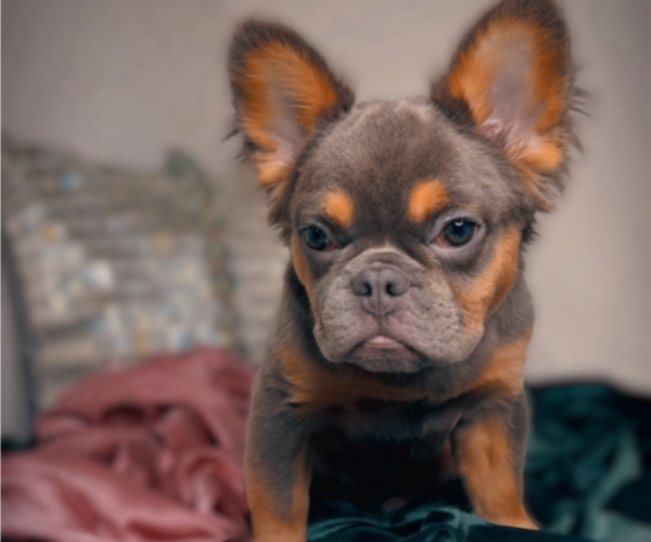 Medium Photo #1 French Bulldog Puppy For Sale in SCOTTSDALE, AZ, USA
