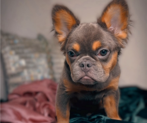 French Bulldog Puppy for sale in SCOTTSDALE, AZ, USA