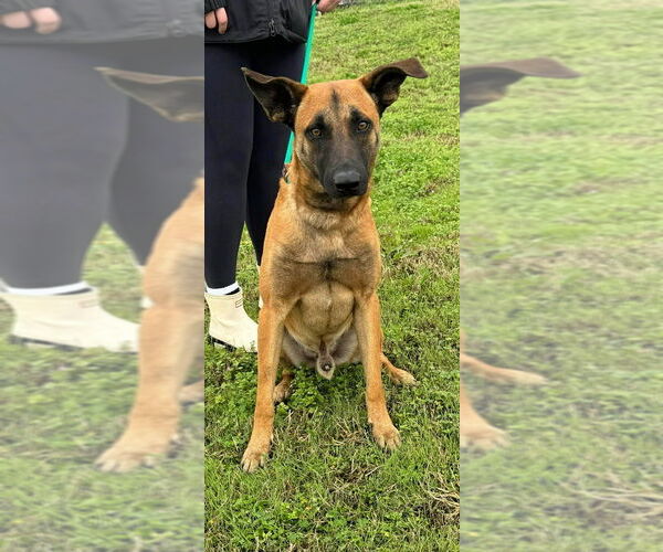 Medium Photo #8 Mutt Puppy For Sale in Abbeville, LA, USA