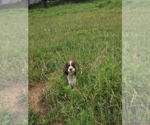 Mother of the English Springer Spaniel puppies born on 09/10/2025