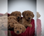 Small Photo #5 Golden Retriever Puppy For Sale in BOYCEVILLE, WI, USA