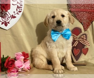 Golden Retriever Puppy for sale in LANCASTER, PA, USA