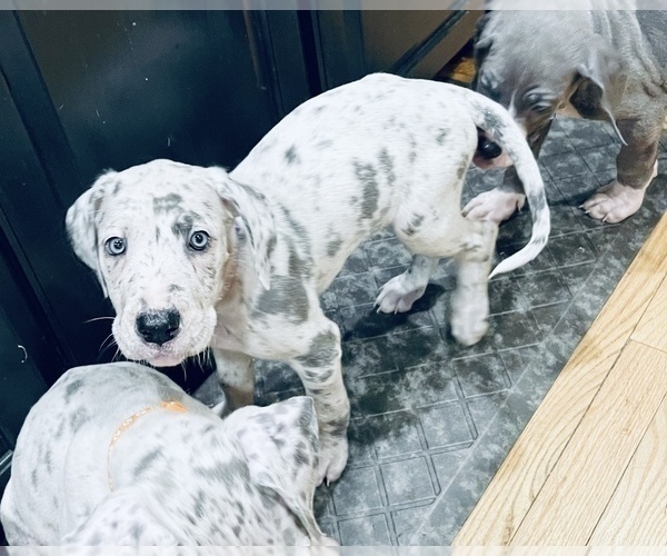 Medium Photo #4 Great Dane Puppy For Sale in HEBRON, CT, USA