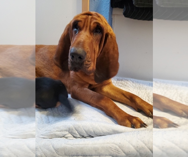 Medium Photo #9 Bloodhound Puppy For Sale in CUMBY, TX, USA