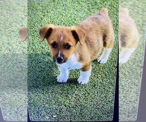 Cojack Puppy for sale in BRIGGSDALE, CO, USA