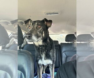 German Shepherd Dog Dogs for adoption in Modesto, CA, USA