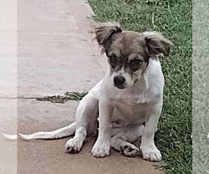 Mutt Dogs for adoption in Grafton, WI, USA