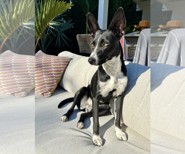 Medium Photo #2 Border Collie Puppy For Sale in Oakhurst, NJ, USA
