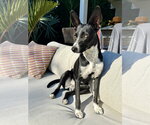 Small #1 Border Collie