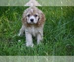 Small #5 Cocker Spaniel