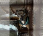 Small Chihuahua Mix