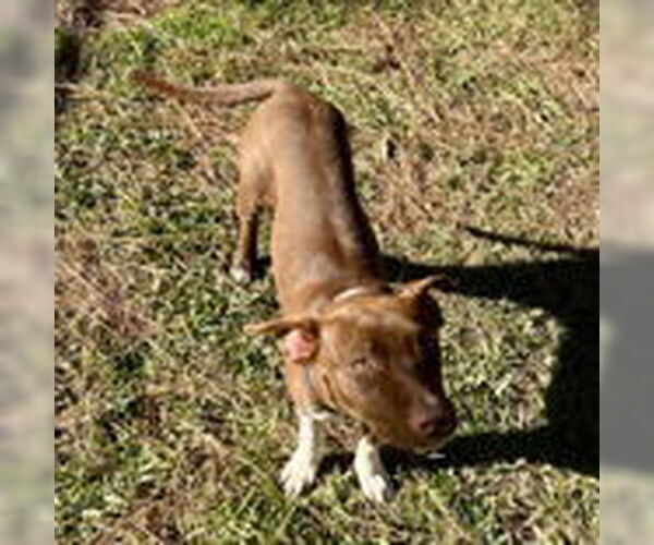 Medium Photo #4 Mutt Puppy For Sale in McCormick, SC, USA