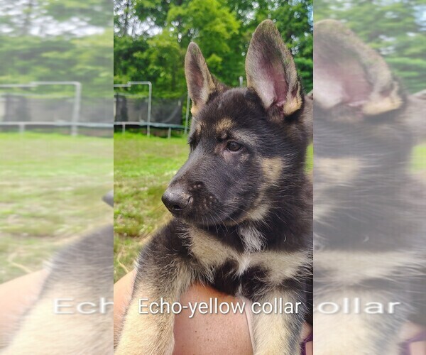 Medium Photo #18 German Shepherd Dog Puppy For Sale in BEAVER FALLS, PA, USA