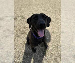 Labrador Retriever Dogs for adoption in Canfield, OH, USA