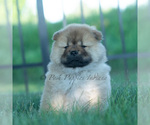 Small #3 Chow Chow
