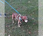 Small #6 Beagle