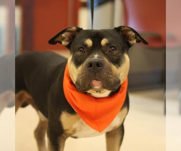 Medium Photo #1 Bulldog-Unknown Mix Puppy For Sale in San Antonio, TX, USA