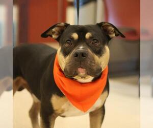 Bulldog-Unknown Mix Dogs for adoption in San Antonio, TX, USA