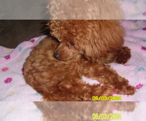 Poodle (Toy) Puppy for Sale in DULUTH, Georgia USA