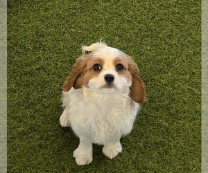 Cavalier King Charles Spaniel Puppy for sale in BERKLEY, MI, USA