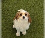 Small Cavalier King Charles Spaniel
