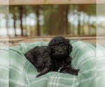 Small Photo #16 Goldendoodle Puppy For Sale in GREENBRIER, AR, USA