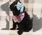 Small Photo #8 Goldendoodle-Poodle (Standard) Mix Puppy For Sale in MANCHESTER, CT, USA