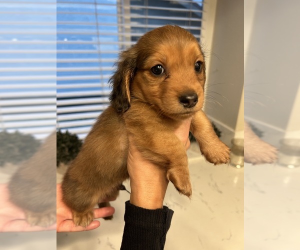 Medium Photo #1 Dachshund Puppy For Sale in SAN DIEGO, CA, USA