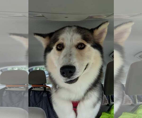 Medium Photo #4 Siberian Husky Puppy For Sale in Holly Springs, NC, USA