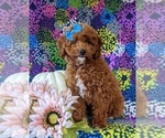 Small Photo #2 Poodle (Miniature) Puppy For Sale in NEW PROVIDENCE, PA, USA