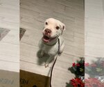 Small Photo #2 American Bulldog Puppy For Sale in Miami, FL, USA