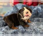 Small #4 English Bulldog