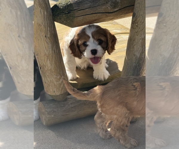 Medium Photo #1 Cavapoo (Miniature) Puppy For Sale in SAINT FRANCIS, MN, USA