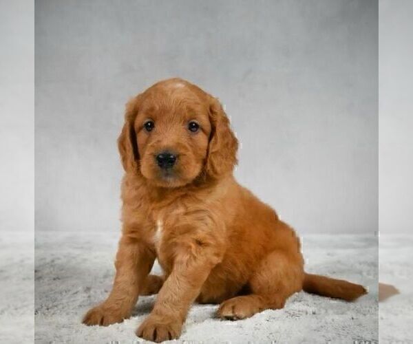 Medium Photo #2 Goldendoodle-Poodle (Miniature) Mix Puppy For Sale in SOMERSET, OH, USA