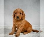 Small Photo #2 Goldendoodle-Poodle (Miniature) Mix Puppy For Sale in SOMERSET, OH, USA