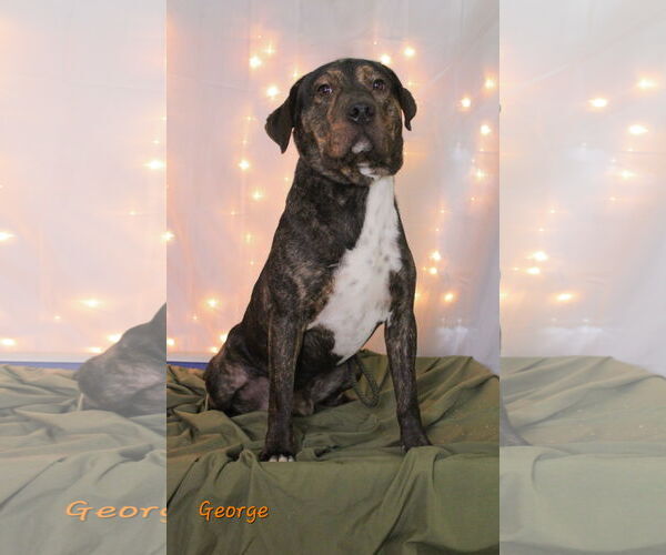 Medium Photo #3 Mutt Puppy For Sale in Crandall, GA, USA