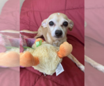 Small #2 Chihuahua Mix