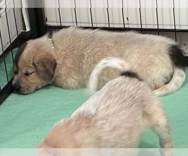 Medium Photo #2 Great Pyrenees-Unknown Mix Puppy For Sale in Minneapolis, MN, USA