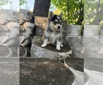 Small Photo #5 Alaskan Klee Kai-Pomsky Mix Puppy For Sale in STAPLES, MN, USA