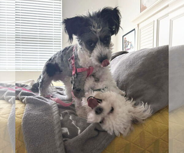 Medium Photo #3 Mutt Puppy For Sale in Spring Lake, NC, USA