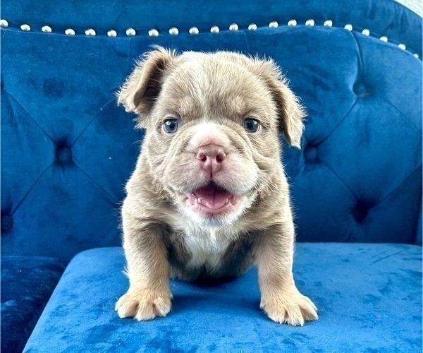 Medium Photo #3 English Bulldog Puppy For Sale in NEW YORK, NY, USA