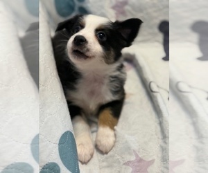Australian Shepherd Puppy for sale in WEBSTER, FL, USA