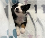 Small Australian Shepherd