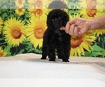 Pedro - Male Poodle (Toy) Puppy for Sale - Photo #7