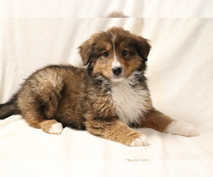 Bearded Collie-Bernese Mountain Dog Mix Puppy for sale in SHILOH, OH, USA