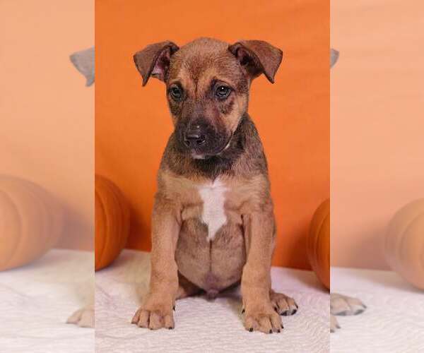 Medium Photo #4 American Pit Bull Terrier-Unknown Mix Puppy For Sale in Talladega, AL, USA