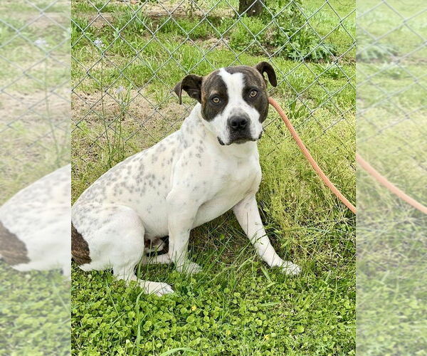 Medium Photo #7 Staffordshire Bull Terrier-Unknown Mix Puppy For Sale in Brewster, NY, USA