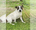 Small #6 Staffordshire Bull Terrier Mix