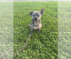 Chihuahua-Unknown Mix Dogs for adoption in Germantown, OH, USA