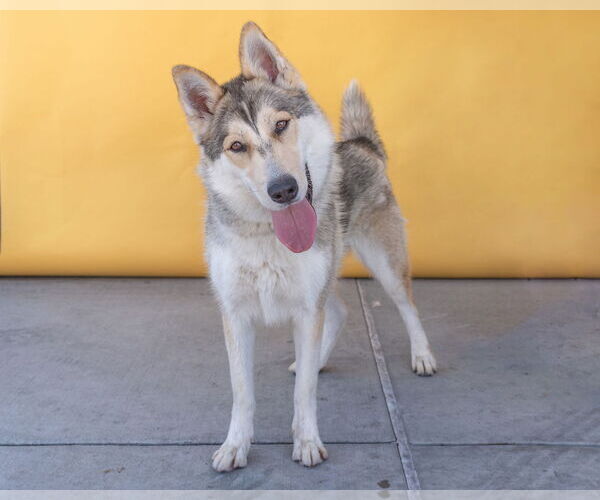 Medium Photo #2 German Shepherd Dog-Siberian Husky Mix Puppy For Sale in Pasadena, CA, USA